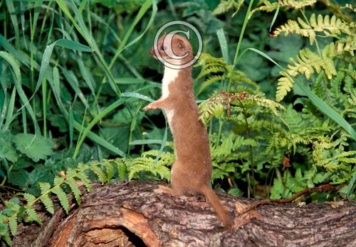 Weasel DM0609